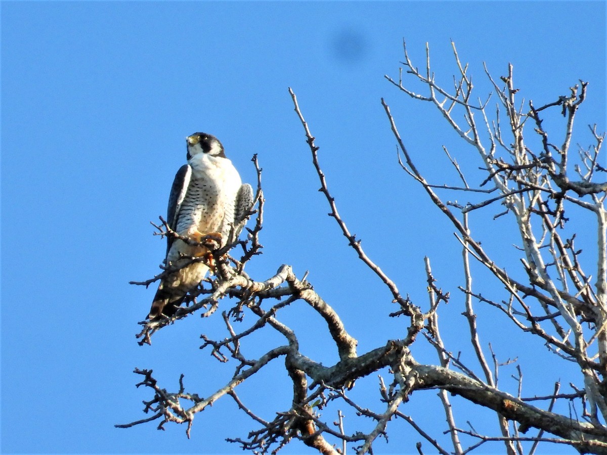 Peregrine Falcon - ML291887451