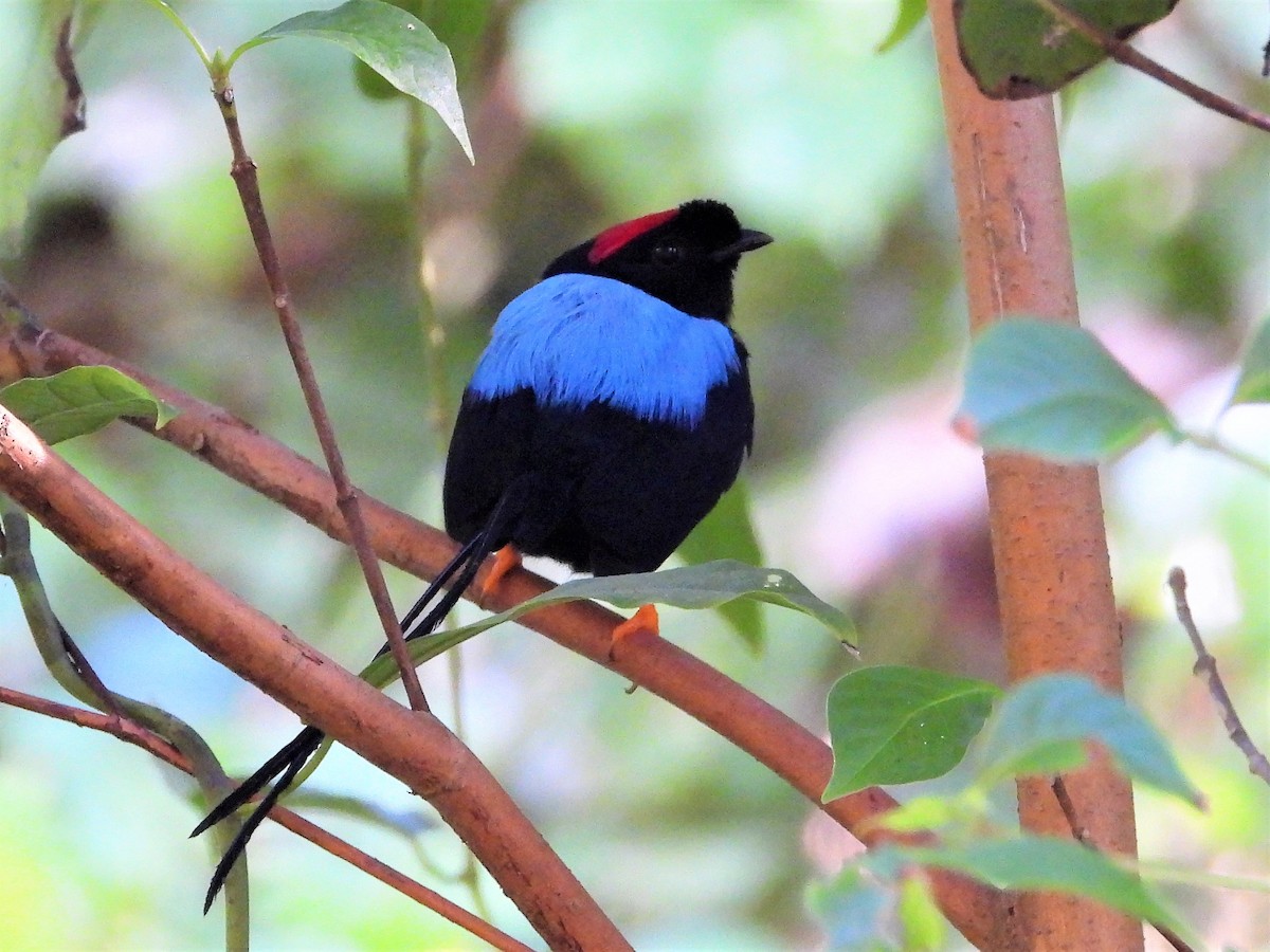 Long-tailed Manakin - ML291887531