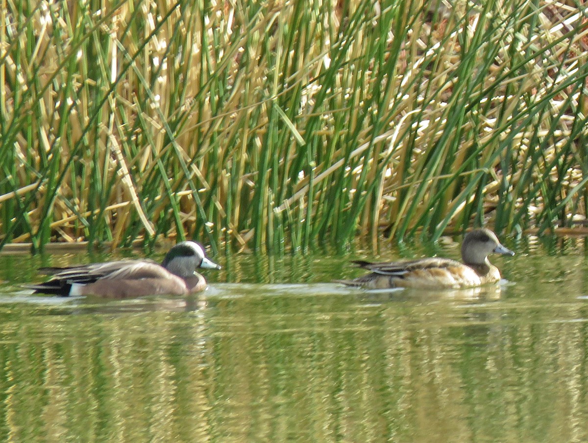 American Wigeon - ML291887701