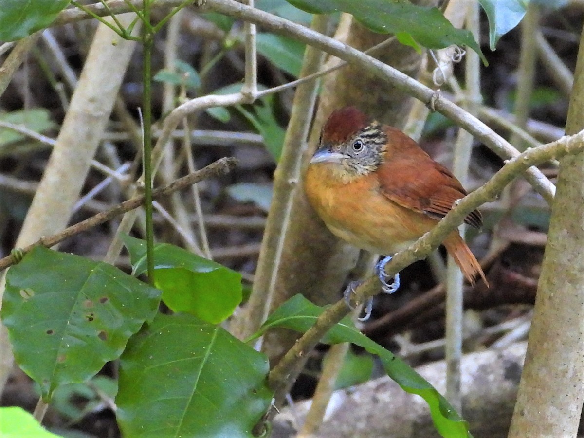 Barred Antshrike - Marvin Solis-Campos