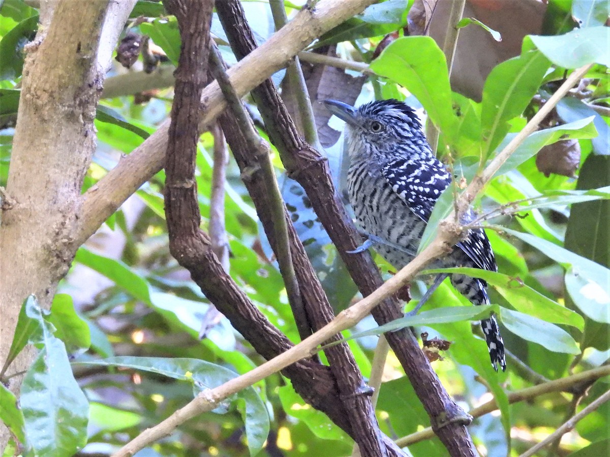 Barred Antshrike - ML291888601