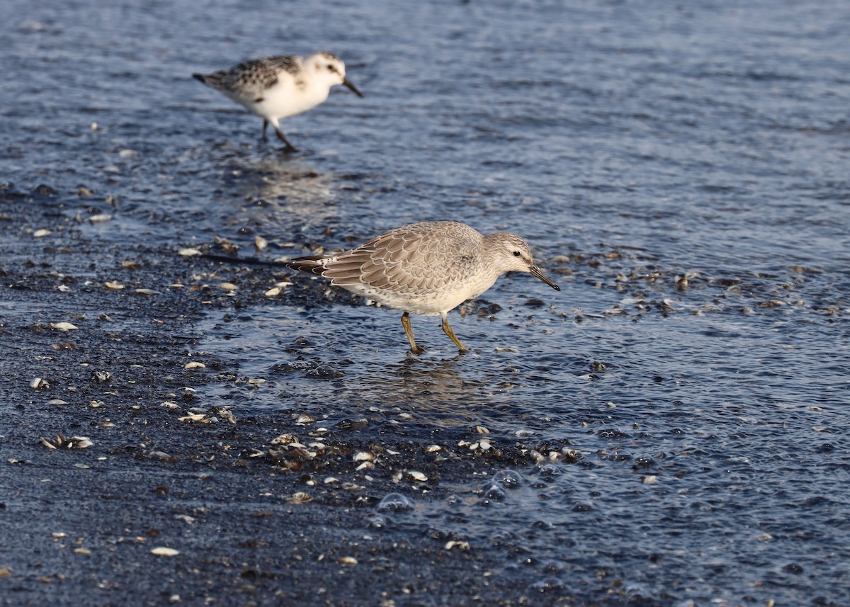 Red Knot - ML291888671