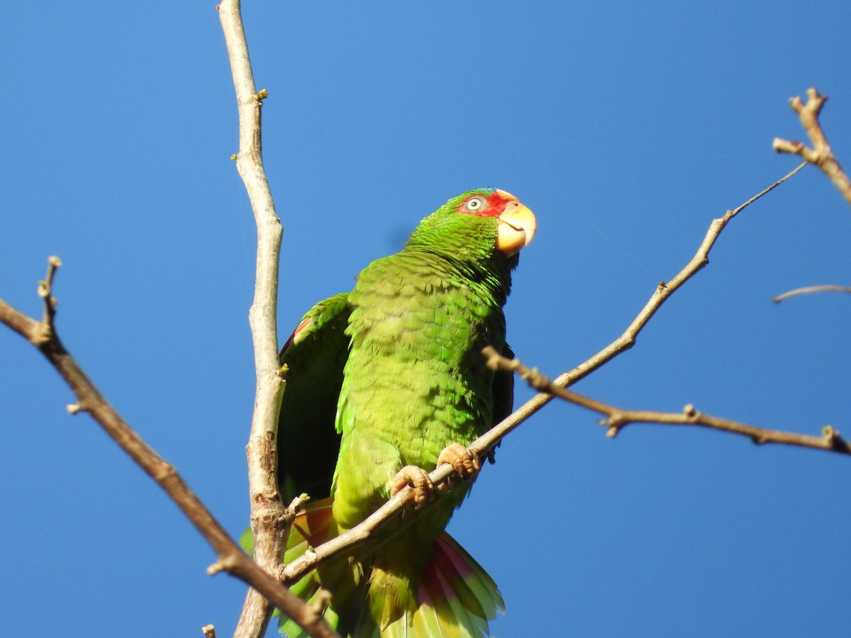 White-fronted Parrot - ML291888891