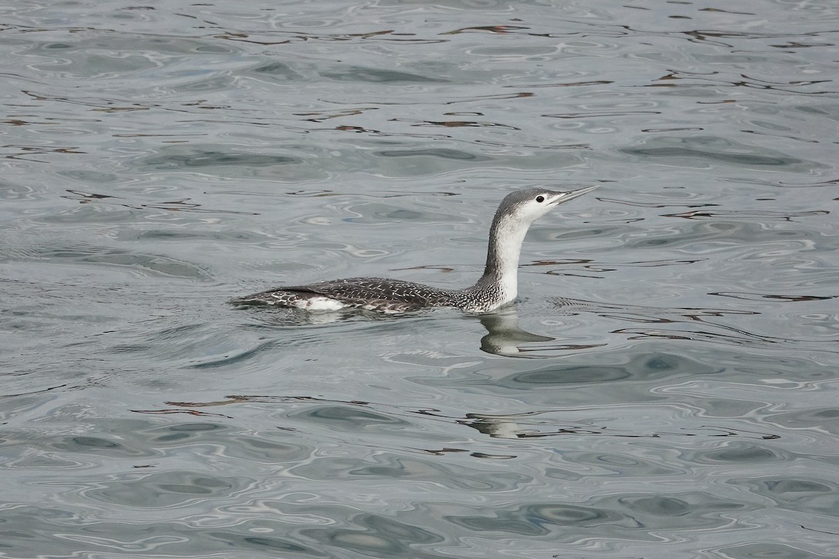 Red-throated Loon - ML291888941