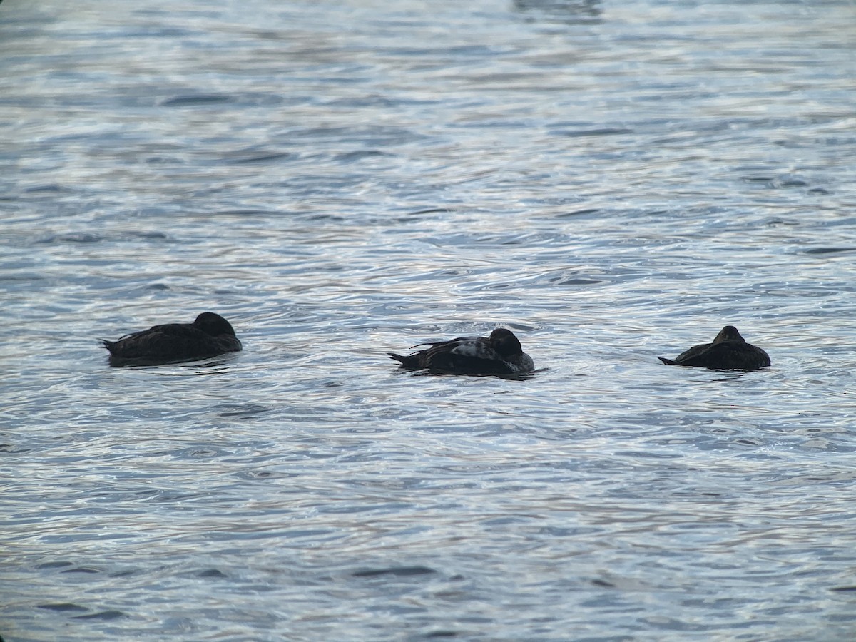 Common Eider - ML291891441