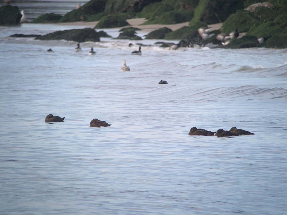 Common Eider - ML291891451