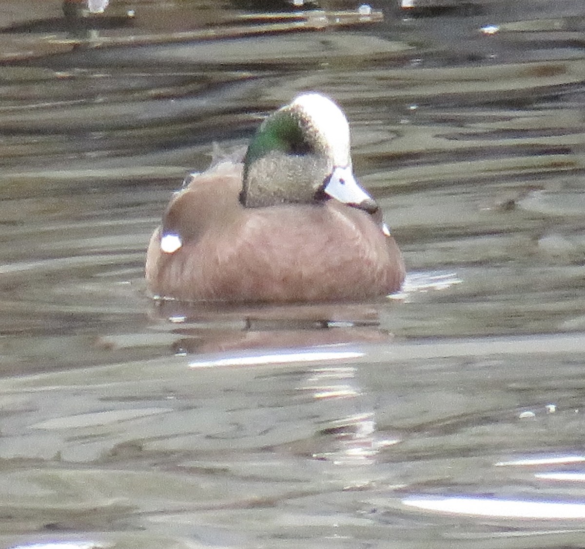 American Wigeon - Nancy Salem