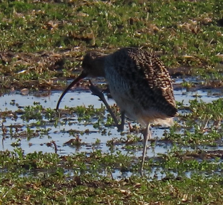 Long-billed Curlew - Rich Hoyer