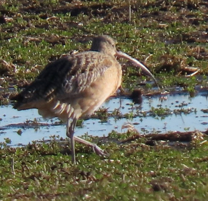 Long-billed Curlew - Rich Hoyer