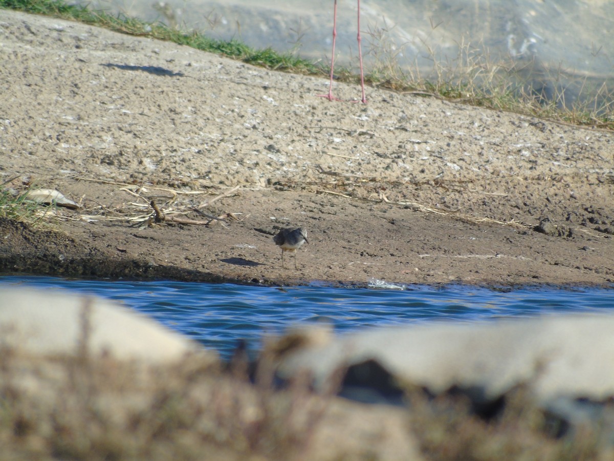 Temminck's Stint - ML291894171