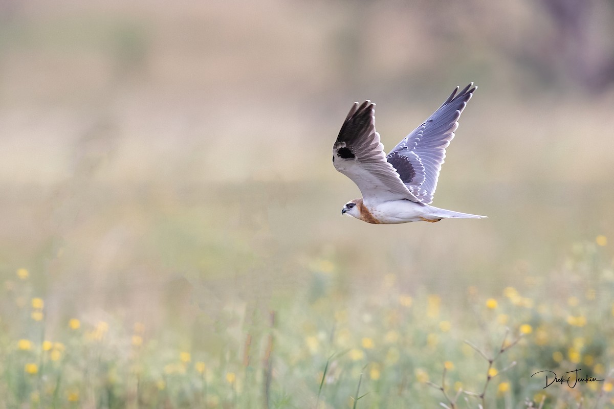 Black-shouldered Kite - ML291894601