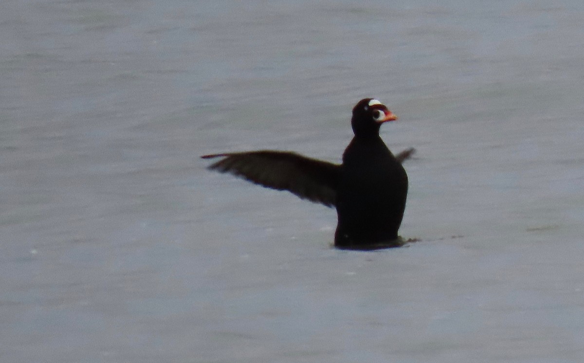 Surf Scoter - ML291894971