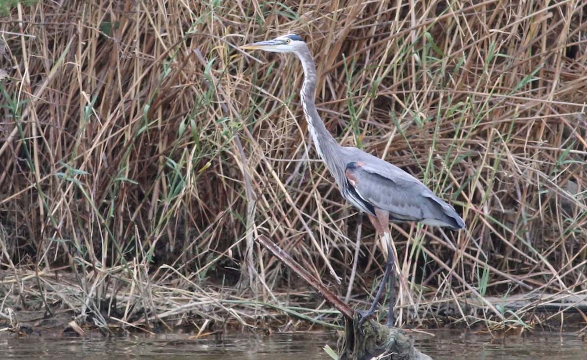 Great Blue Heron - Gary Leavens