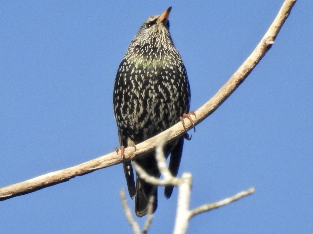 European Starling - ML291896881