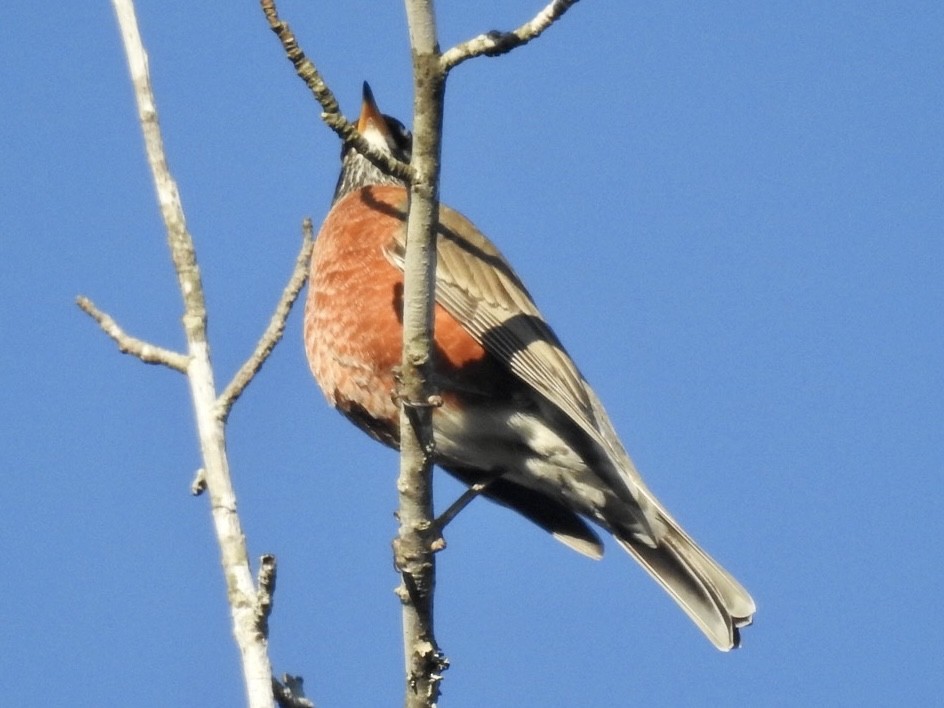 American Robin - ML291896981