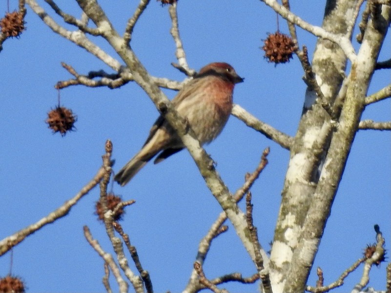 House Finch - ML291897081