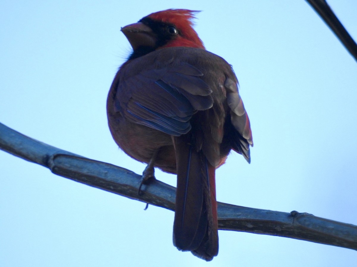Northern Cardinal - ML291897151