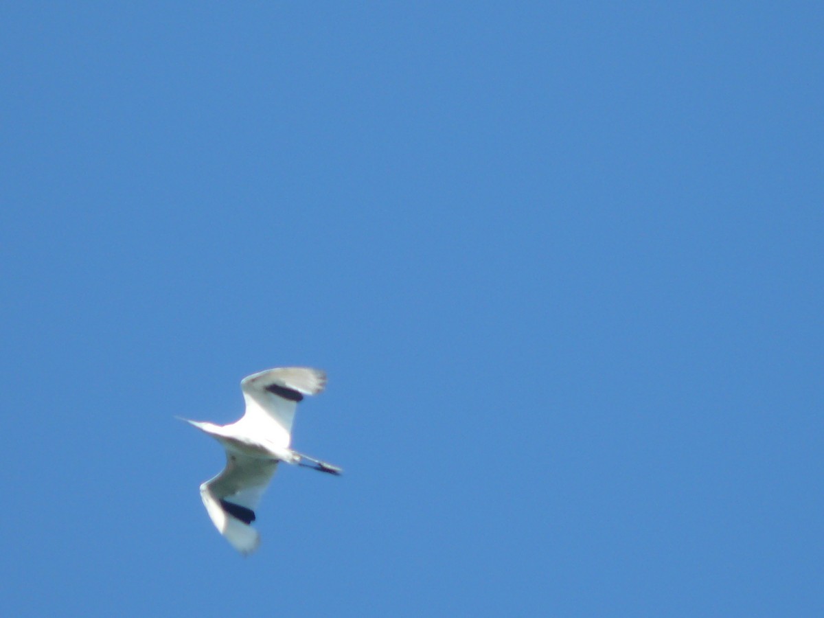 Little Blue Heron - ML29190181