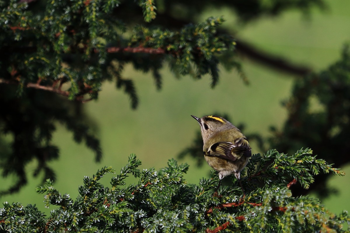 Goldcrest (Western Azores) - ML291901981