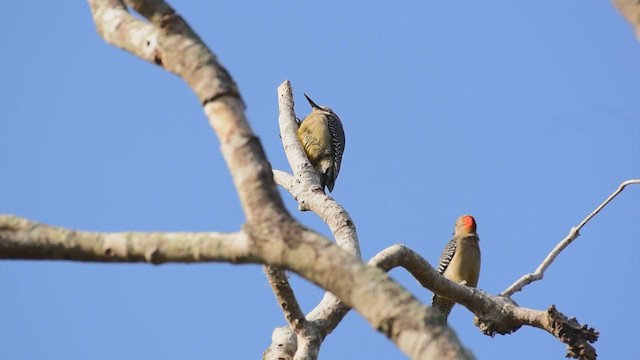 Golden-fronted Woodpecker (Velasquez's) - ML291903201