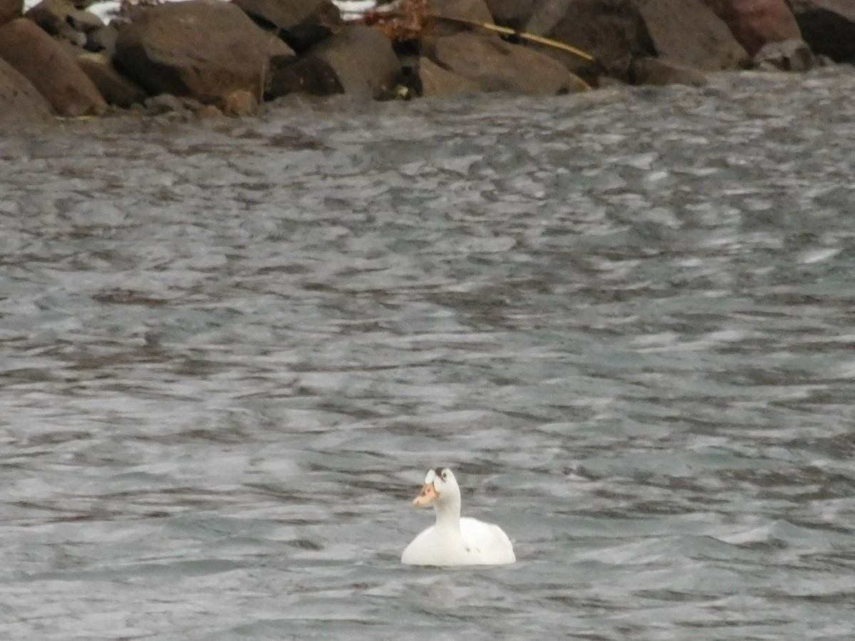 duck sp. - ML291903521