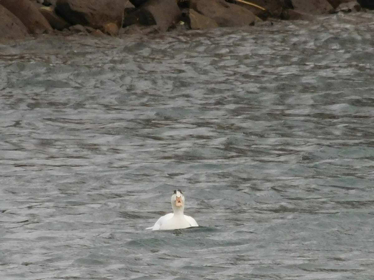 duck sp. - ML291903671