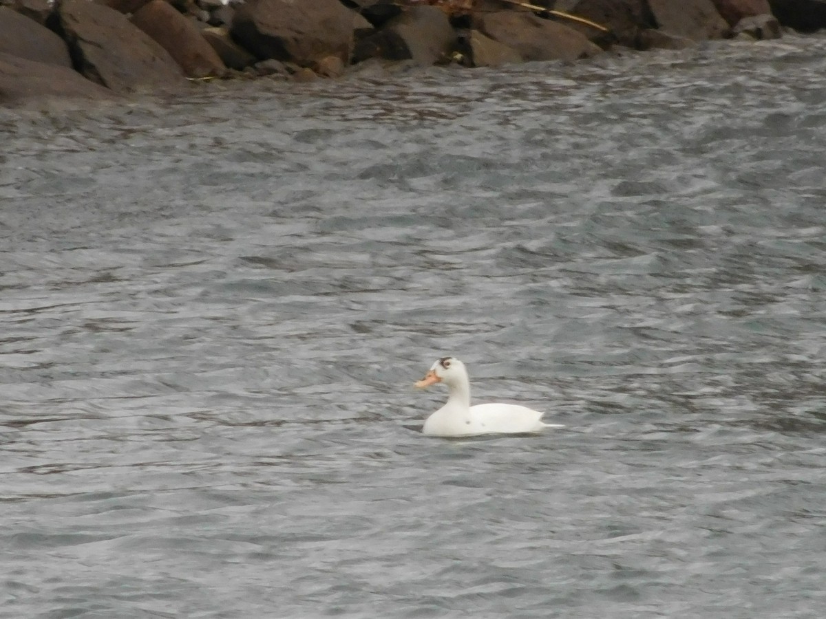 duck sp. - William Irwin