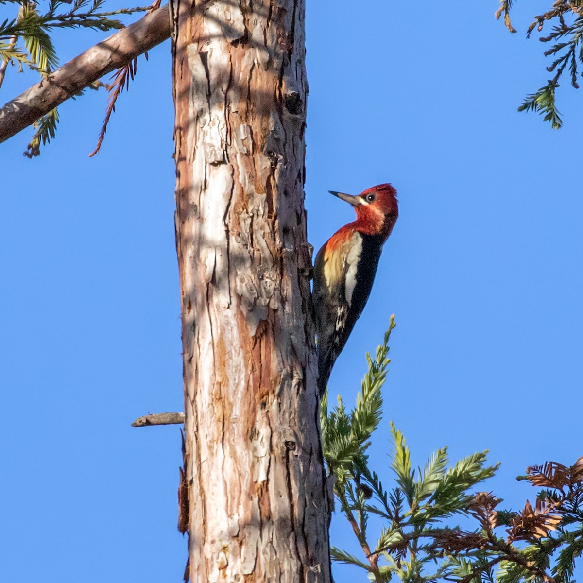 Red-breasted Sapsucker - ML291904151
