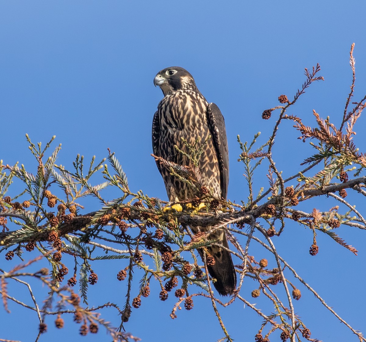 Peregrine Falcon - ML291904581