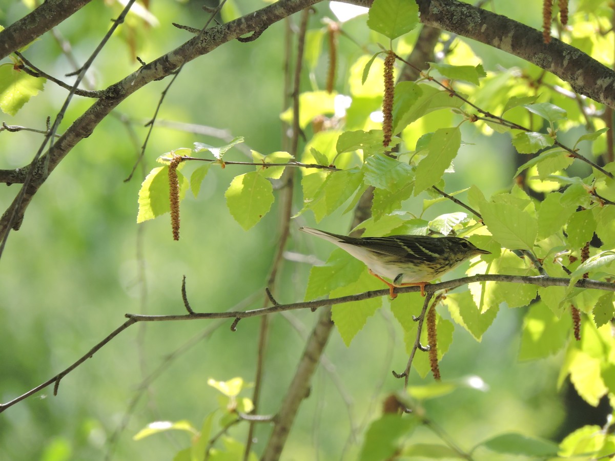 Blackpoll Warbler - ML29190471