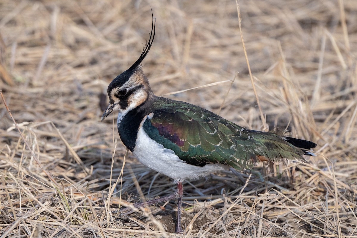 Northern Lapwing - Ray Wise