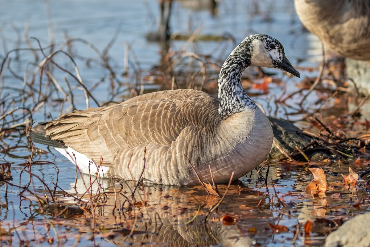 Canada Goose - ML291904821