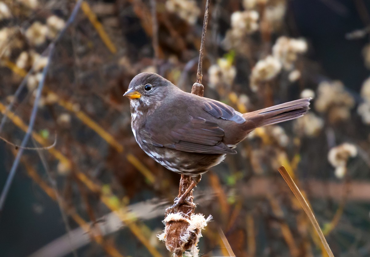 Fox Sparrow - ML291905131