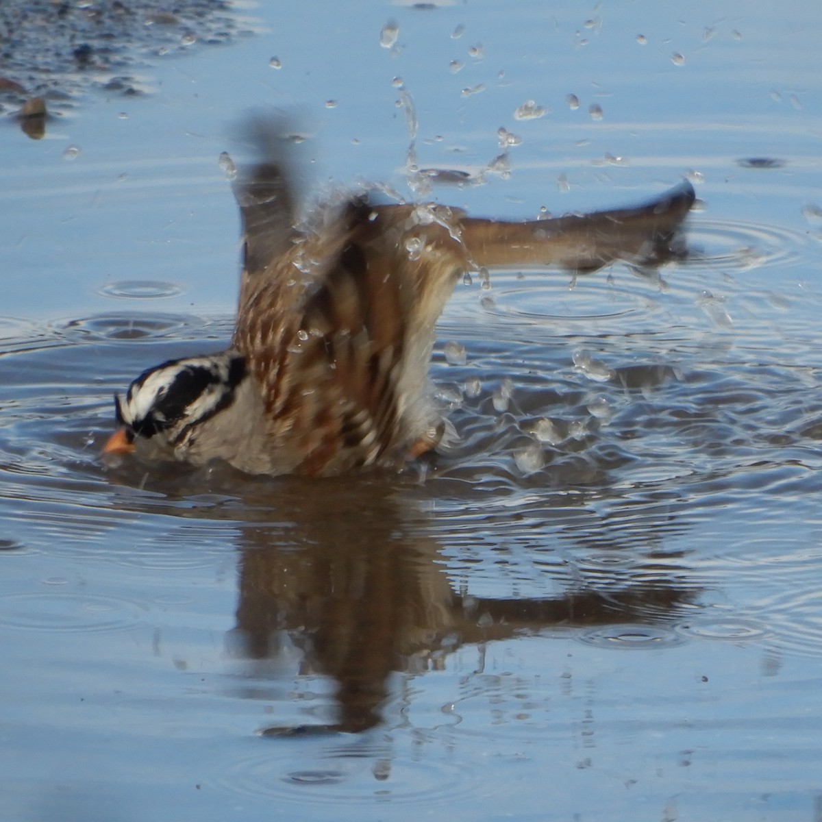 White-crowned Sparrow (Gambel's) - ML291905151