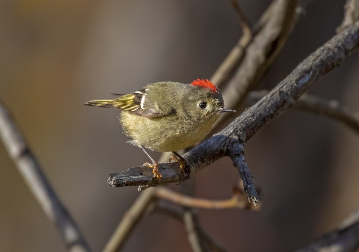 Ruby-crowned Kinglet - ML291905221