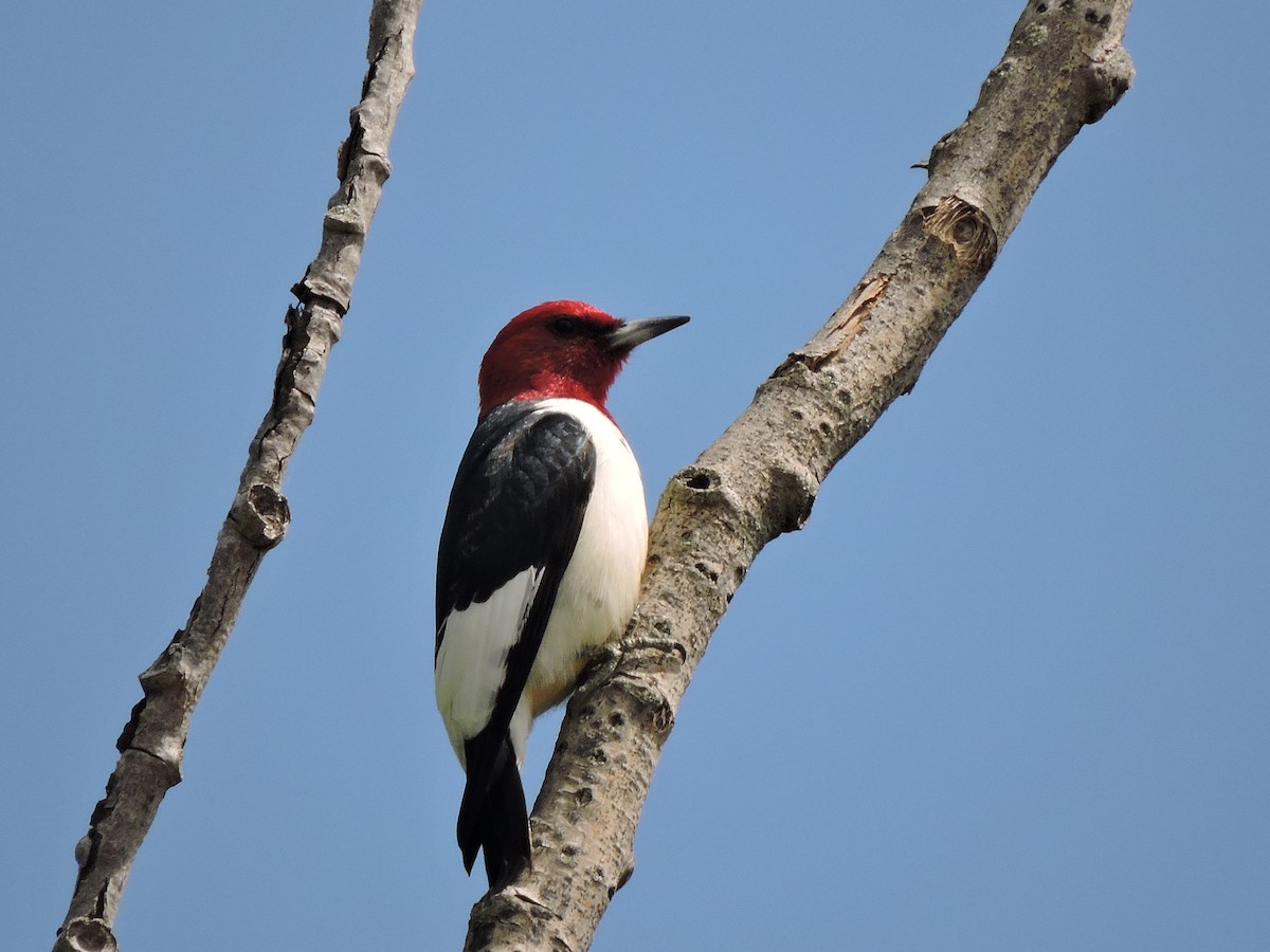 Red-headed Woodpecker - ML29190561