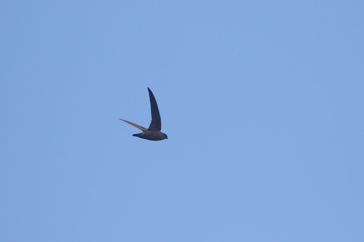 Chimney Swift - ML291906621