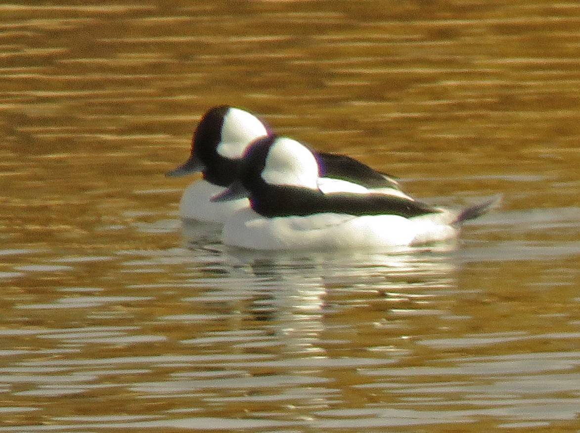 bøffeland - ML291906971