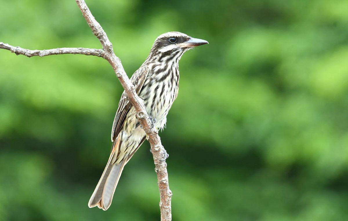 Streaked Flycatcher - ML291907131