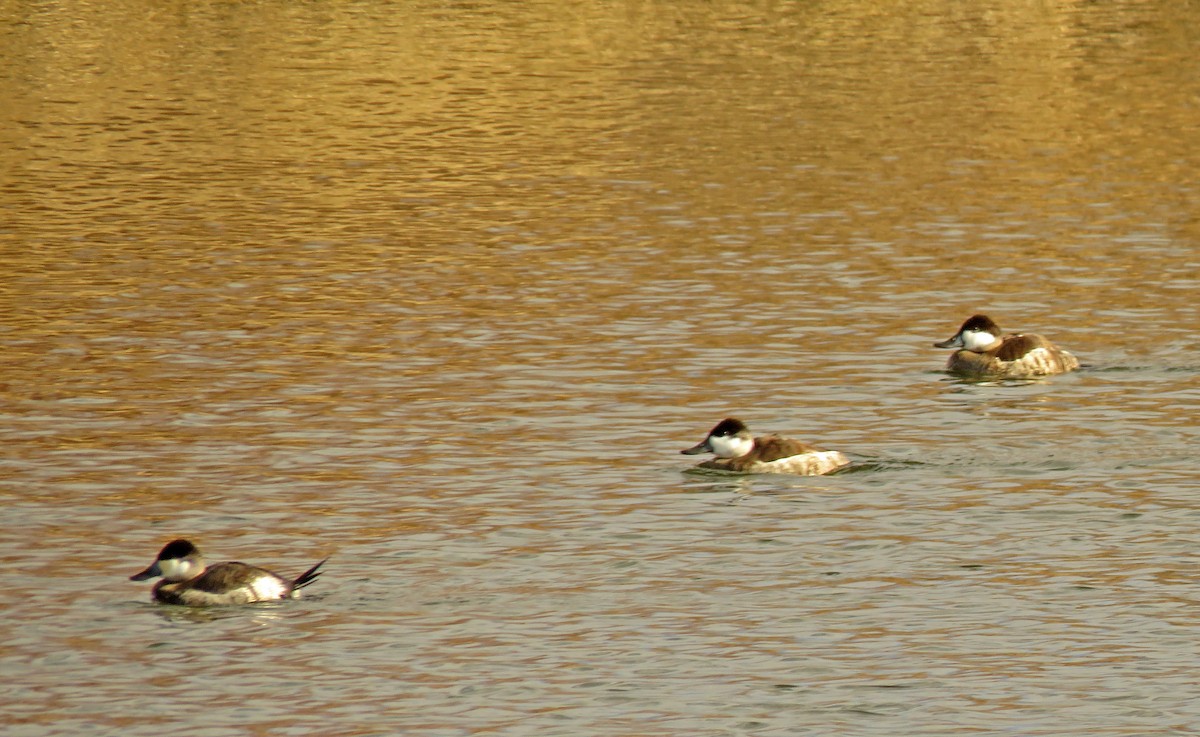 Ruddy Duck - Diane Drobka