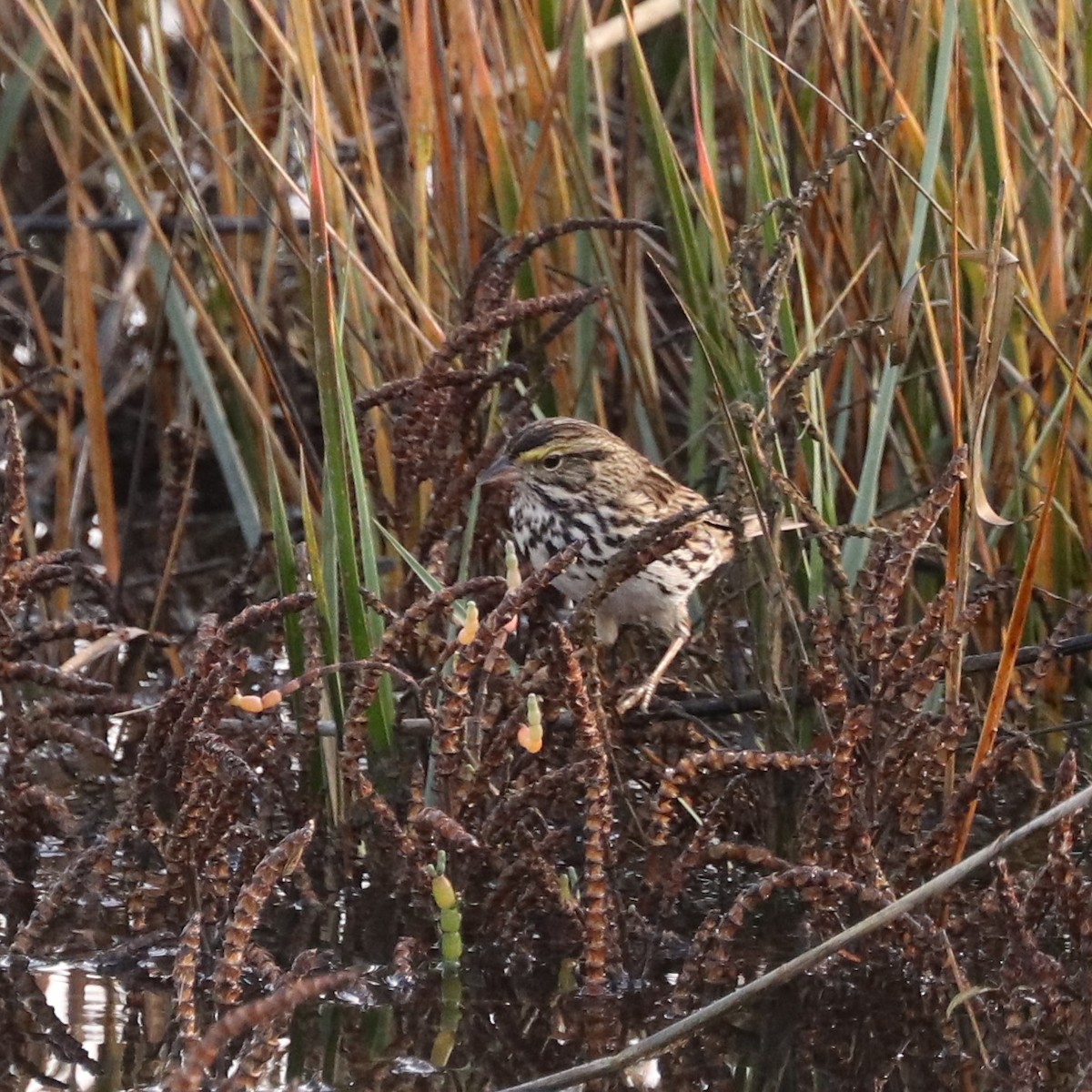 Savannah Sparrow (Belding's) - Cindy P