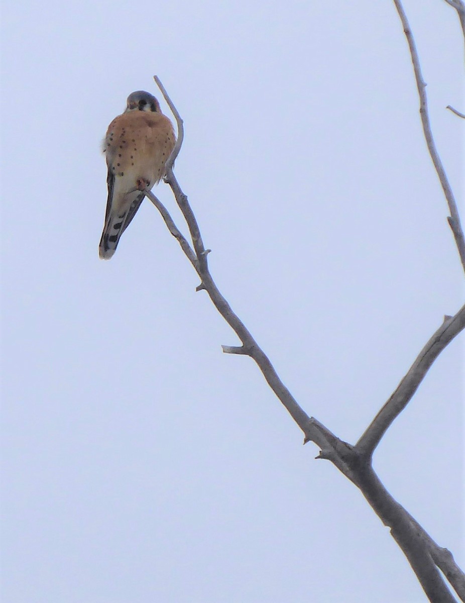 American Kestrel - ML291908101