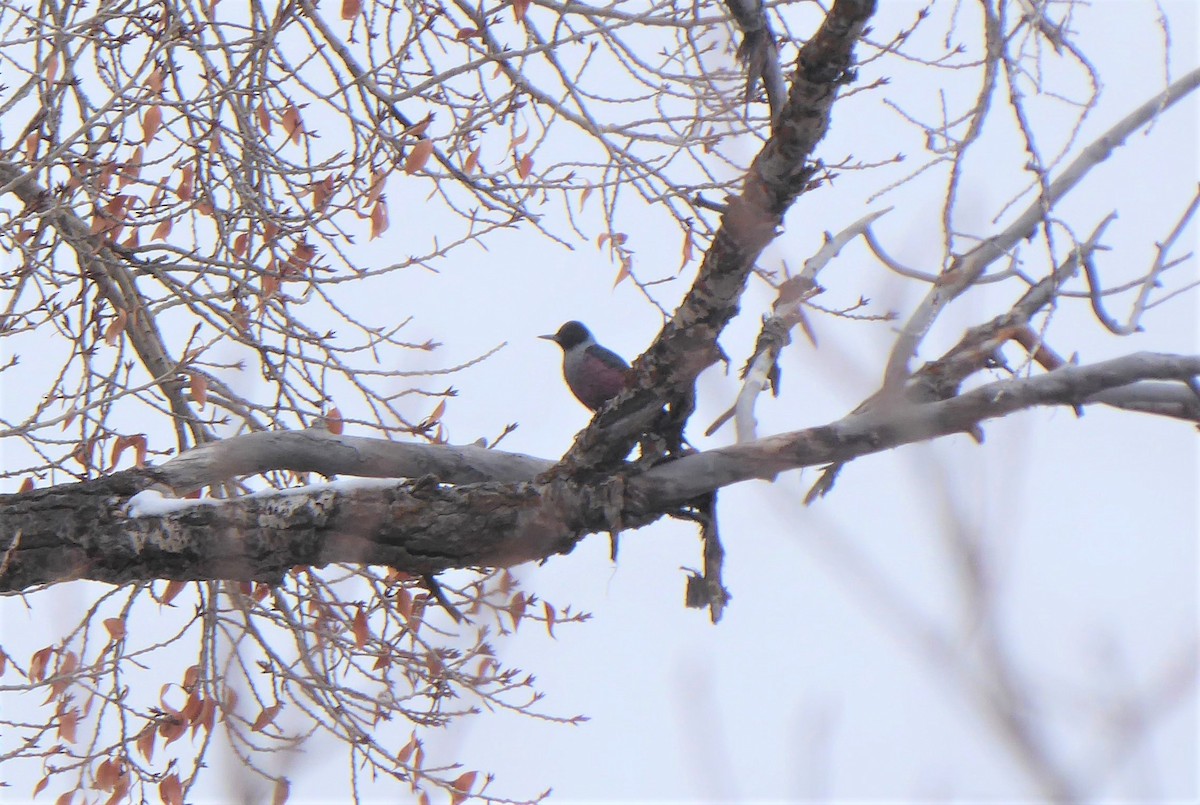 Lewis's Woodpecker - ML291908171