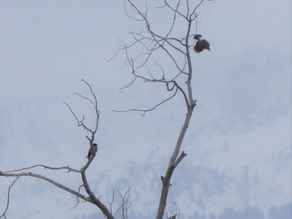 Lewis's Woodpecker - ML291908181