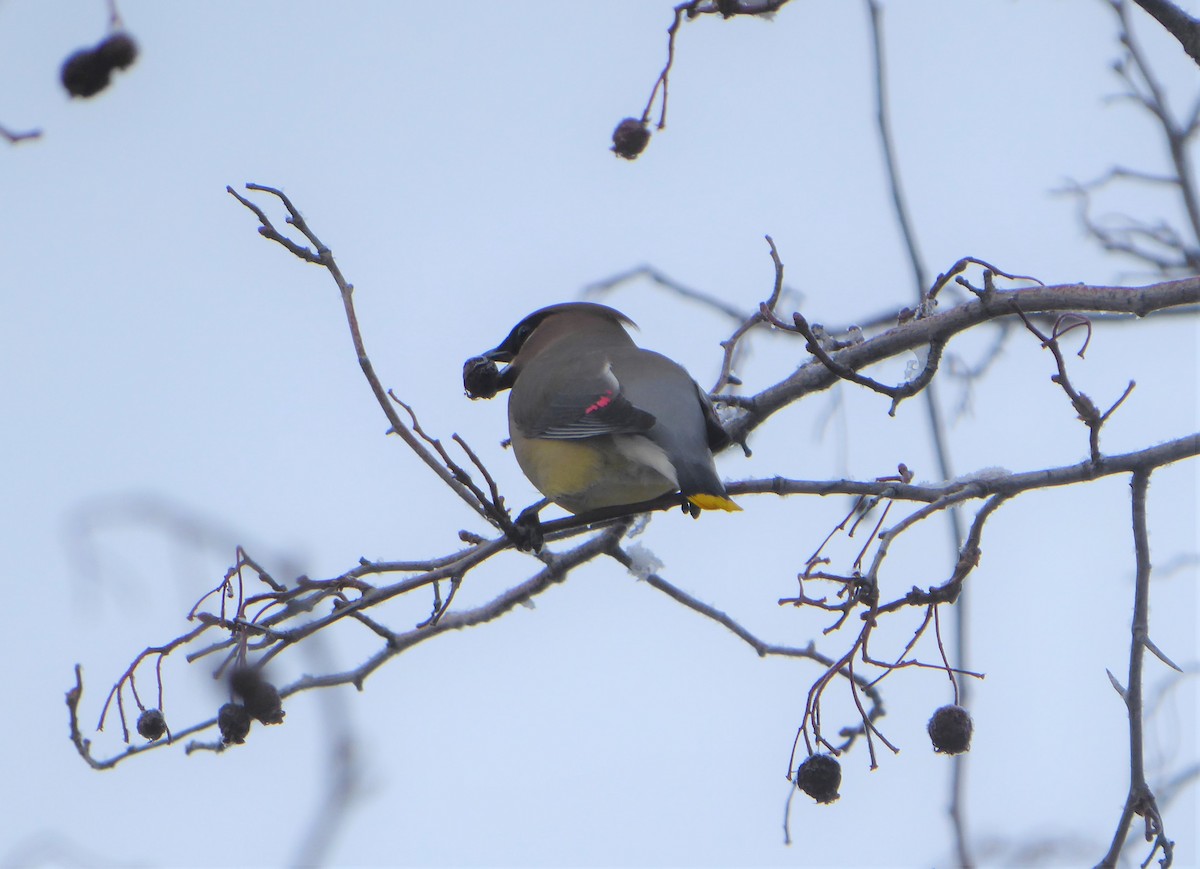 Cedar Waxwing - David Edwards