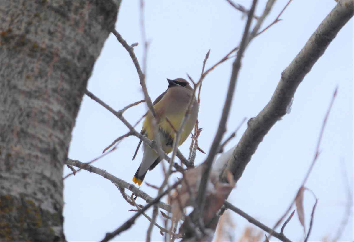 Cedar Waxwing - ML291908621