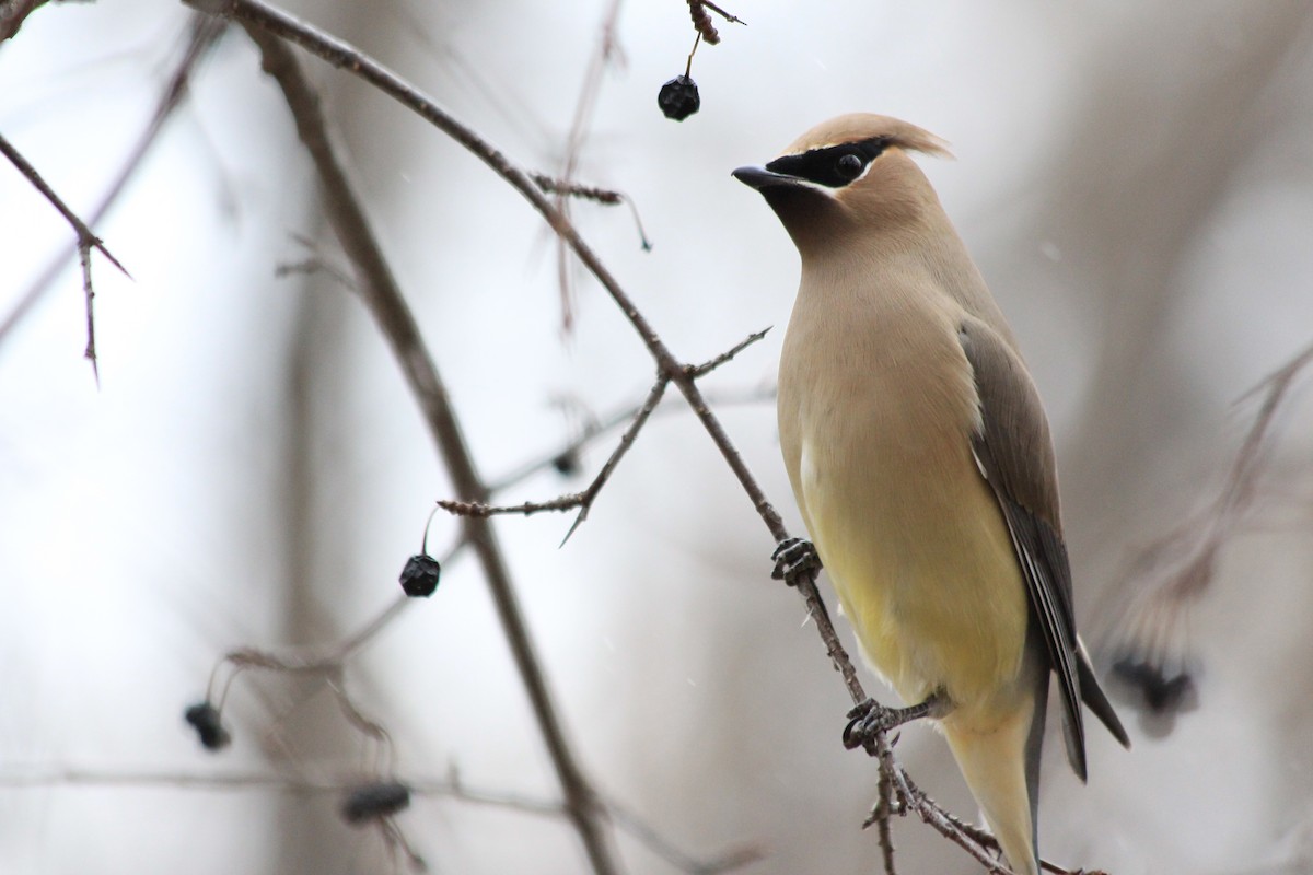 Cedar Waxwing - ML291909361