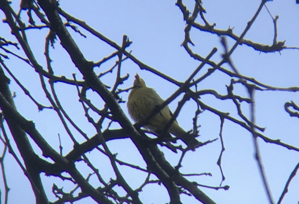 Western Tanager - ML291910331