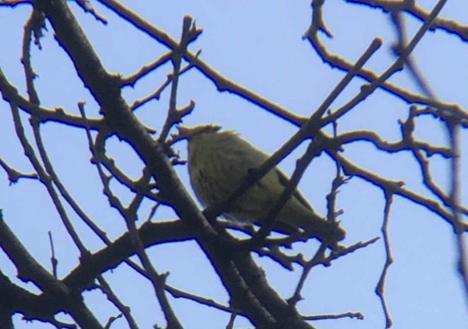 Western Tanager - Adrian Burke