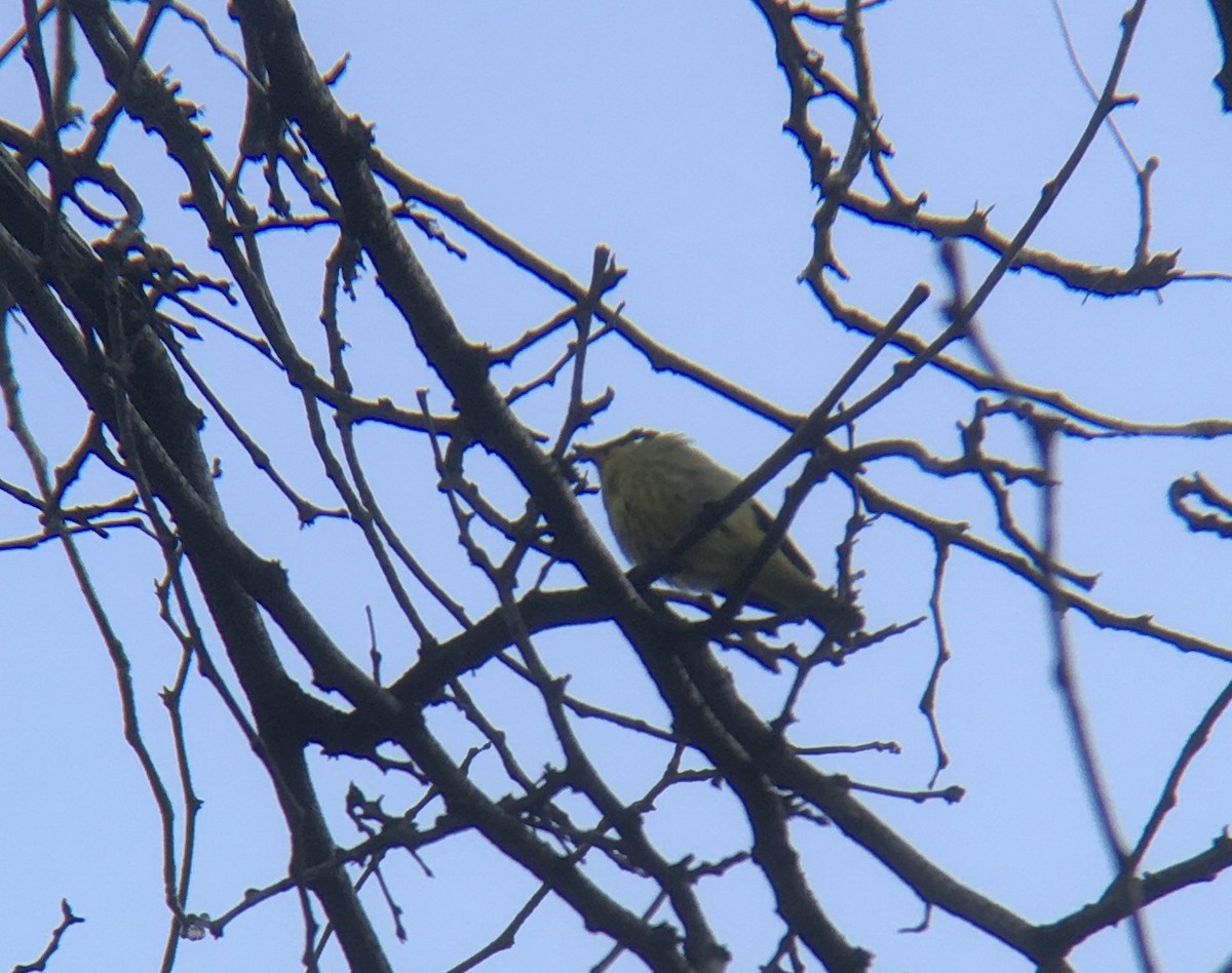 Western Tanager - ML291910351